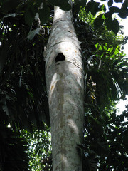 Iriartea deltoidea
