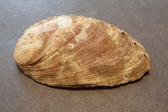 Haliotis diversicolor