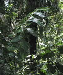 Iriartea deltoidea