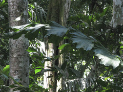 Iriartea deltoidea