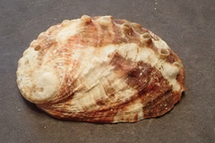 Haliotis ovina