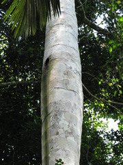 Iriartea deltoidea