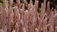 Alloclavaria purpurea