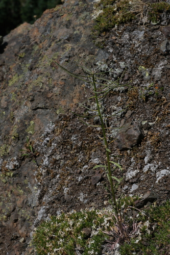 Cascade wallflower (Erysimum arenicola)