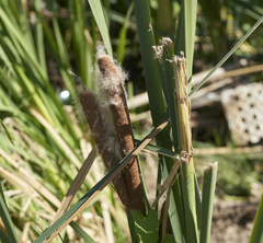 Typha