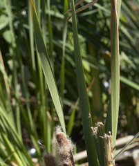 Typha