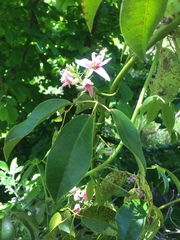 Stauntonia hexaphylla