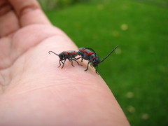 Tetraopes discoideus