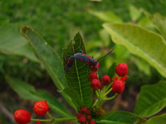 Tetraopes discoideus