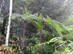 Cyathea delgadii