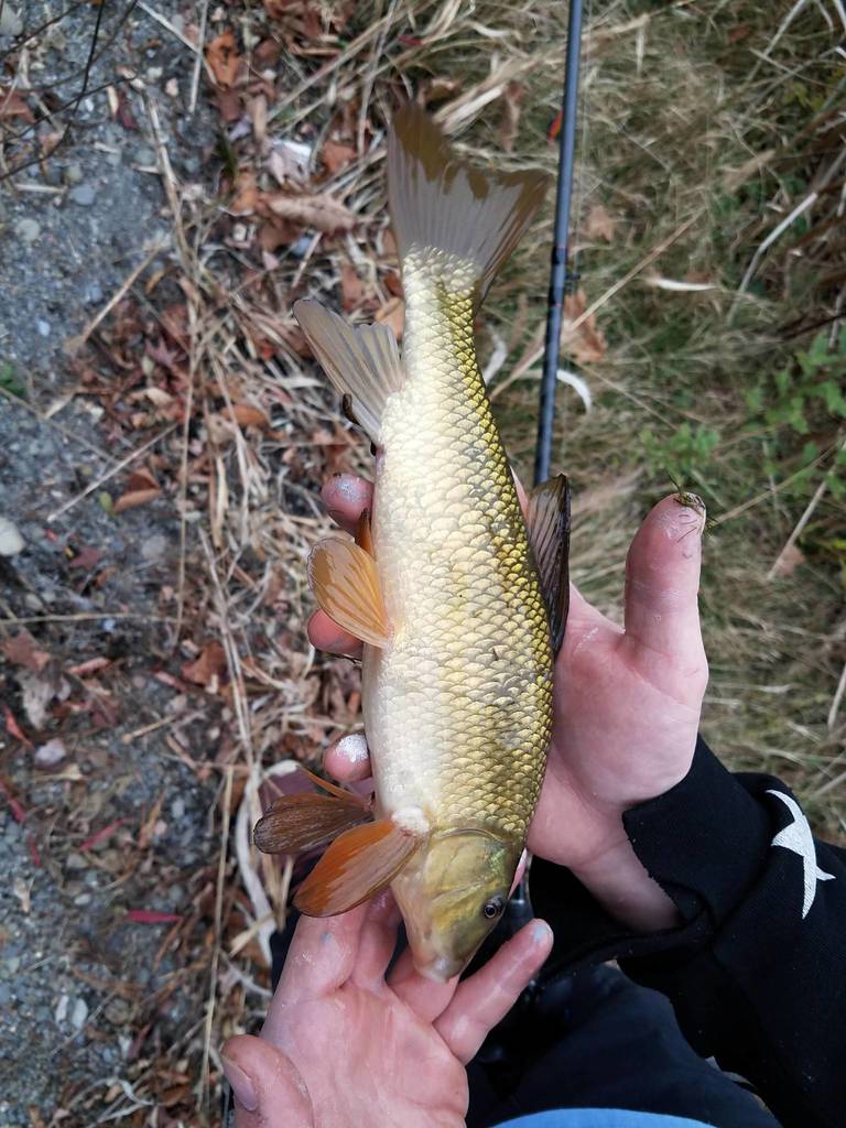 Eastern Creek Chubsucker from Chemung County, NY, USA on October 26 ...