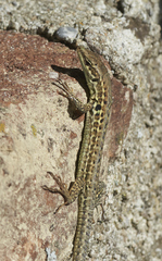 Podarcis siculus