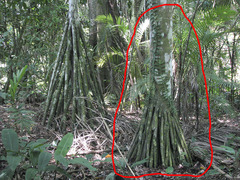 Iriartea deltoidea