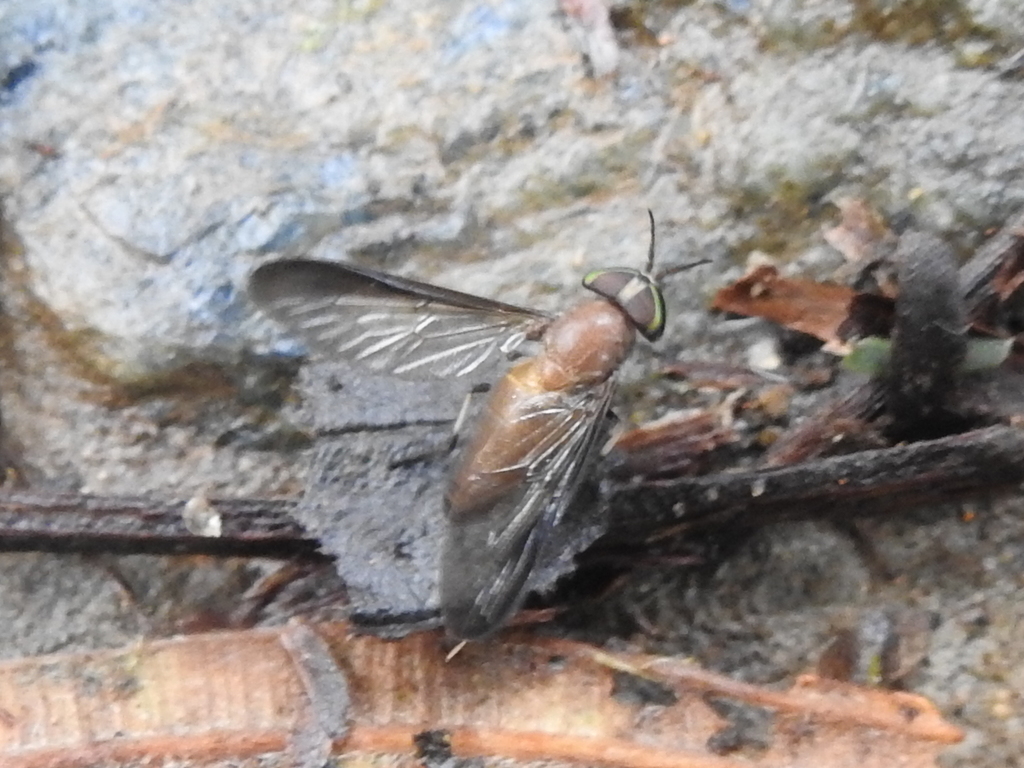 Leptapha