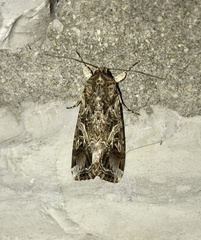 Spodoptera ornithogalli