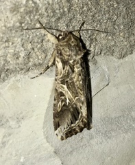 Spodoptera ornithogalli