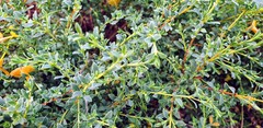 Pimelea serpyllifolia
