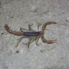 Paruroctonus variabilis