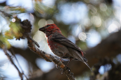 Pine Grosbeak (Rocky Mts.)
