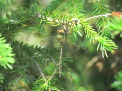 Somatochlora arctica