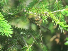Somatochlora arctica