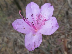 Rhododendron mucronulatum