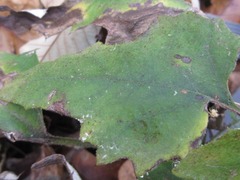 Saussurea gracilis