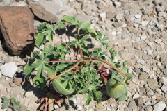 Cochlospermum wrightii