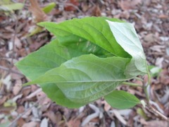 Clerodendrum trichotomum