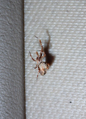 Araneae