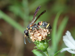 Parancistrocerus histrio