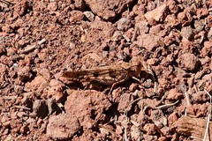 Trimerotropis modesta