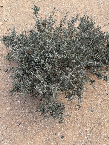 Anabasis articulata (Anabasis articulata)