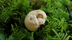 Russula stricklandiorum
