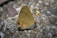 Electrostrymon hugon