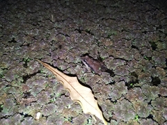 Physalaemus gracilis