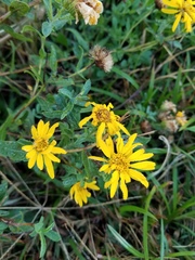 Heterotheca camporum glandulissima