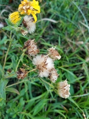 Heterotheca camporum glandulissima