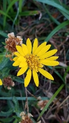 Heterotheca camporum glandulissima