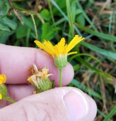 Heterotheca camporum glandulissima