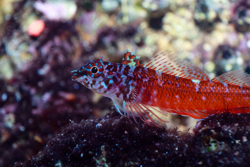 Black-tailed triplefin (Tripterygion melanurum) — Tripterygiidae — 2