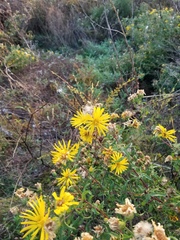 Heterotheca camporum glandulissima