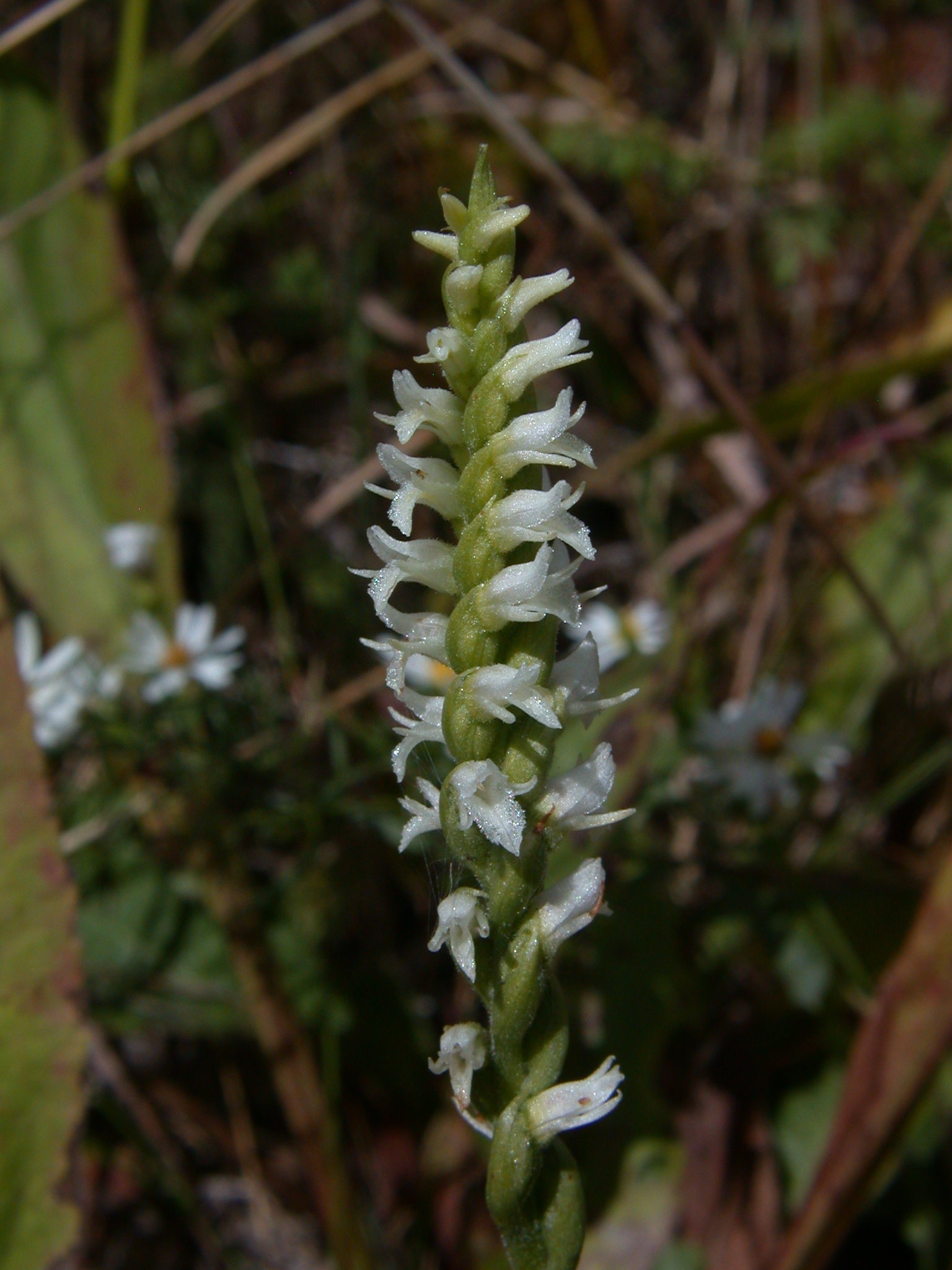 Spiranthes ovalis var. erostellata