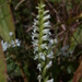 Lesser Ladies' Tresses - Photo (c) mhough, some rights reserved (CC BY-NC), uploaded by mhough