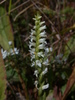 Lesser Ladies' Tresses - Photo (c) mhough, some rights reserved (CC BY-NC), uploaded by mhough