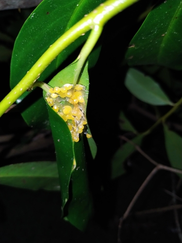Southern Walking Leaf Frog, Phyllomedusa iheringii