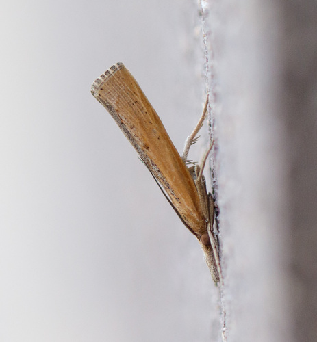 Sod Webworm Moth photo 5