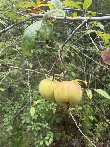southern crabapple (Malus angustifolia)