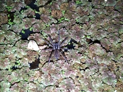 Diapontia uruguayensis