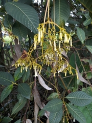 Palicourea lineariflora